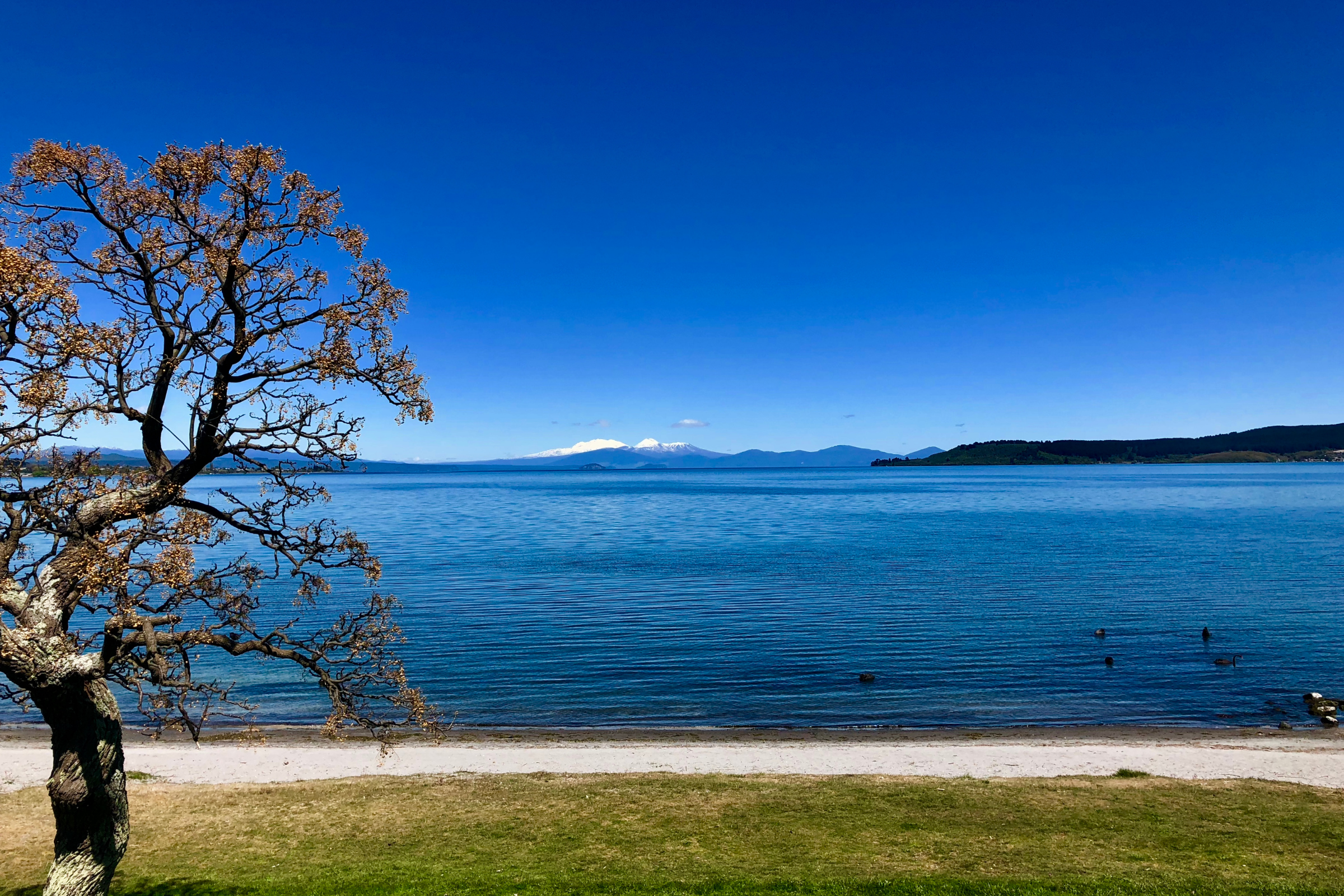 taupo (3).webp